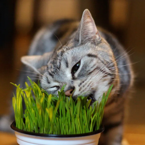 grama-milho-gato-2